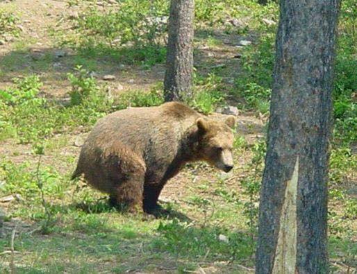squatting_bear-links.jpg